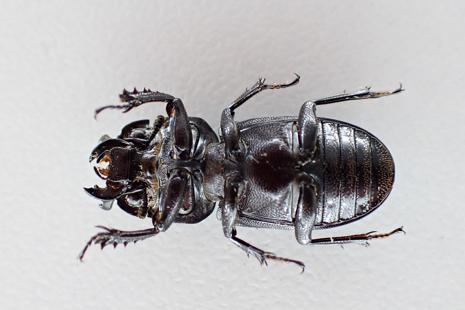 Labelled Insects F62770. Unmounted insects, Lucanidae: Nigidius sp. Vietnam South | eBay