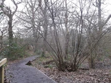 Photo A3 Boardwalk in Fishpond Wood, Wimbledon Common Kingston Vale This c2013