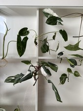 XXL Ablegerpaket Stecklinge Ableger Philodendron Syngonium panaschiert Variegata