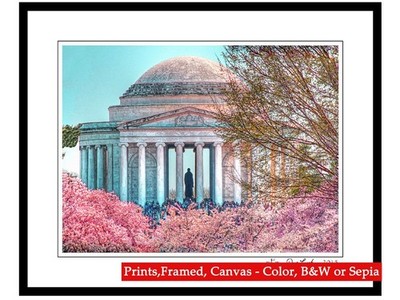 Washington DC  Art ''Jefferson Memorial Cherry Blossoms'' 8x10 Photo By Dave Lynch