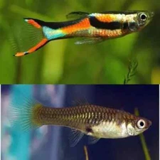 Live   Black bar Endler 2  trio