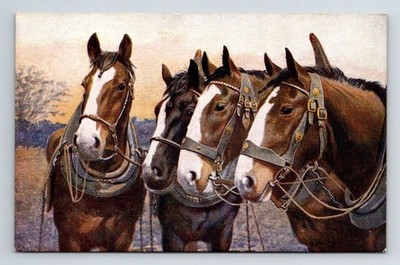 Tiere: Arbeitspferde. Unbestellte Postkarte.