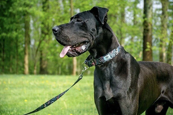 Medium Paisley Martingale Dog Collar - Image 3 of 4