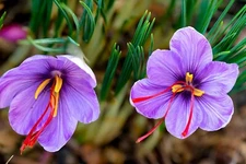 Saffron Crocus 20 Bulbs for Planting - Rare Spice - Organic Crocus Sativus