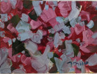 Great Colors!!! 9X12 BOUGAINVILLEA JOSE TRUJILLO  (Moving Sale All Must Go) — photo 1