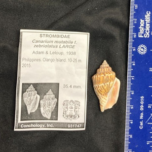Strombidae Canarium mutabile f. zebriolatus LARGE 35.4mm Olango Philippines 2015