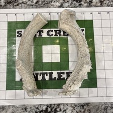 Dog Chew X-Large Deer Antler Chew 1pc All Natural Organic Senior Dogs