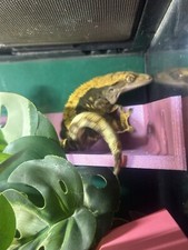 Super Strong Suction Cup Gecko / Frog Vivarium Ledge! 