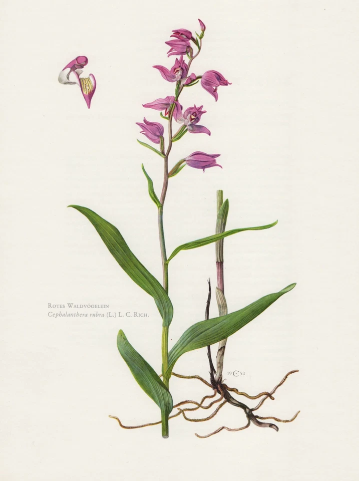 Rotes Waldvöglein - Cephalanthera rubra Farbdruck von 1953 Orchideen Orchidaceae - Bild 1 von 1