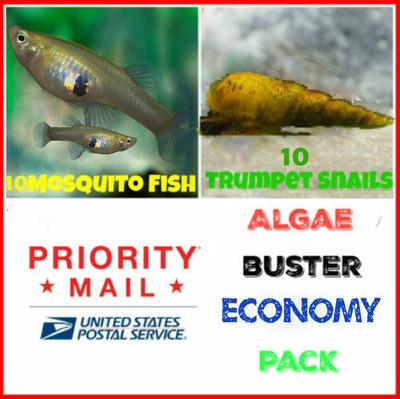 Live Mosquito Fish Malaysian Trumpet Snails Aquarium Pond Feeder