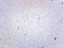 Staphylococcus Aureus - Gram Pos. - Prepared Slide - 75x25mm - Eisco Labs