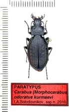 Carabidae, Carabus (Morphocarabus) odoratus ssp. kurmaevi, PARATYRUS, A1, F