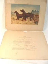 Antique 1880 A Pope Elcho & Rose Irish Setters Chromolithograph Plate 14