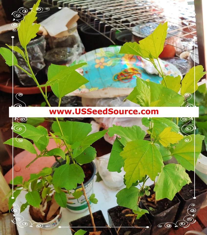 🌺🌺 MADAGASCAR hibiscus MOSCHEUTOS mallow Malvaceae STARTER Live PLANT US ship - Image 4 of 4