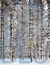 1933 Ansel Adams Trees and Snow Yosemite 11 x 14" Photo Print