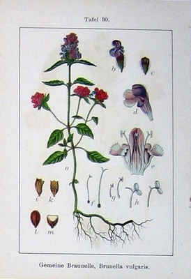 Antiker alter Druck Blumenstürme 1903 Brunella Vulgaris Ruyschiana Ruysch 20.