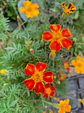 Blumensamen 🌼 Tagetes "Thai" 🐝 💛 40+ Samen - wunderschön & bienenfreundlich