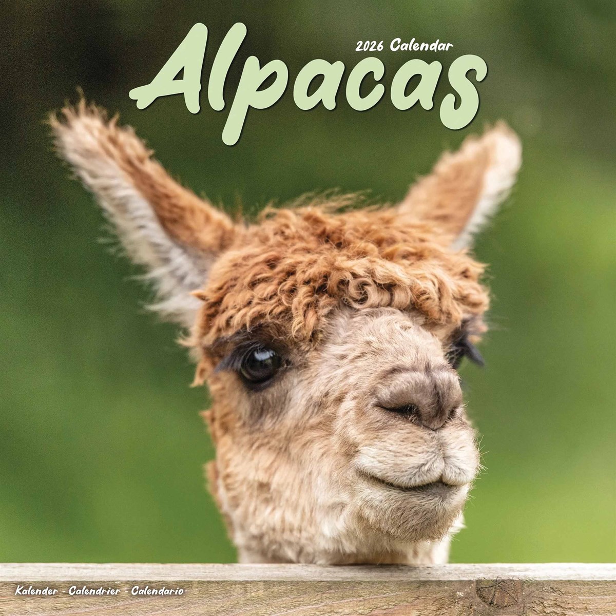 Alpacas Calendar 2026, Wall Calendars, Month To View, Animals, Gift