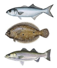 Bluefish Fluke Striped Bass Decal Striped Bass Decal Stickers Fishing Reel Cast Bluefish Fluke Striped Bass Decal Striped Bass Decal Stickers Fishing Reel Cast