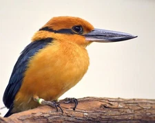 EXTINCT GUAM KINGFISHER BRID GLOSSY POSTER PICTURE PHOTO PRINT BANNER 10173