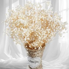 2500 Dried Babys Breath Flowers Bulk - 17" Ivory White