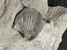 2 Paraspirifer Bownockeri Specimens In Matrix And One Loose Pyritized Sylvania