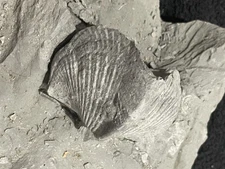 2 Paraspirifer Bownockeri Specimens In Matrix And One Loose Pyritized Sylvania