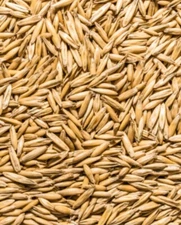 Chicken Oats Backyard Chickens Seed Feed Greens Treat Cat Grass Bird 1 Lb