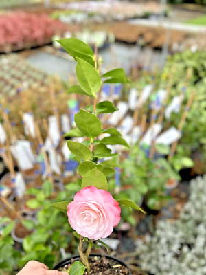 Camellia Japonica Desire Pink - XXL Large 3Lt Pot Flowering Evergreen Shrub  | eBay UK
