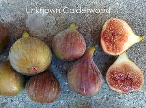 Fig-Tree-Cuttings-8X-Unknown-Calderwood