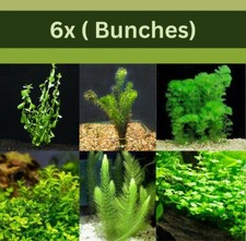 Low Light Aquatic Plant Set Perfect for Beginners (6 Bunches) BUY 2 GET 1 FREE