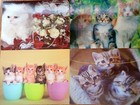 Joblot of 20 pcs 5D 3D Art Mixed Cats Pictures 30x40 cm New Wholesale 