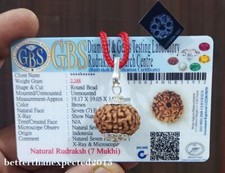 Taille de perle Java 7 Mukhi Rudraksha / Seven Face Rudraksh - certifiée labo...