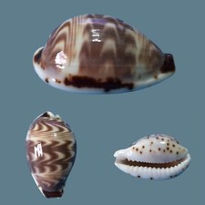 Cypraea diluculum, Dar es Salaam, Tanzania, 22mm, SPECIAL BLACK SPLASH