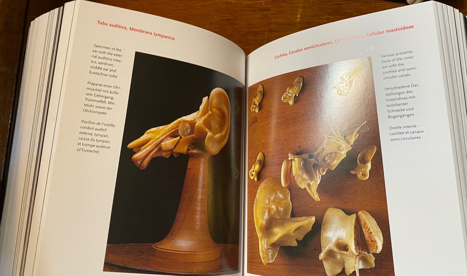 スペゴラ博物館人体解剖模型 Encyclopaedia Anatomica