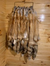 HUGE BEAUTIFUL tanned RED FOX fur pelt size XXL Grade 1 Nicest Red Fox