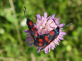 Wiesen Witwenblume Wiesen Knautie (Knautia arvensis) 100 Samen