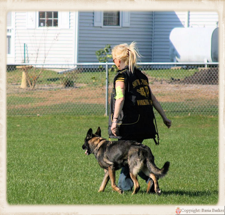 Amazing Facts About K9 Dogs Barnorama vrogue.co