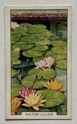 Water Lilies Tobacco Card Gallaher Garden Flowers #28 CC10