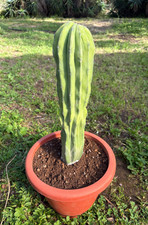 POLASKIA CHICHIPE CRESTATA - CACTUS - PIANTA DA GIARDINO - H 35 CM