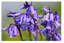 Autumn Planting Bulbs Spring Flowering Tulip Crocus Daffodil Bluebell Mixed UK