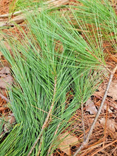 Fresh Eastern White Pine Needles 6x9 Bag Cut to Order Tea Tincture Free Shipping