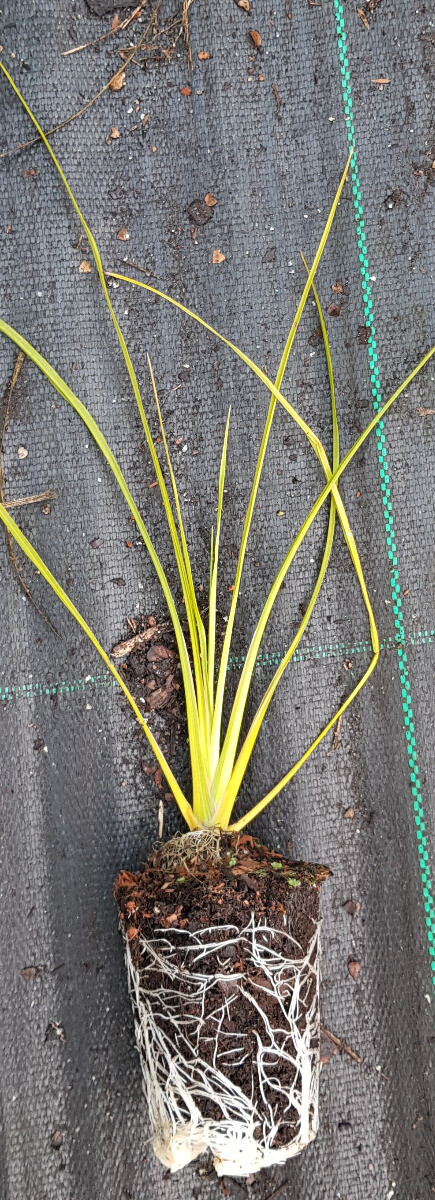 Cordyline indivisa / Ecomotte