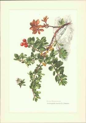 Sonderdruck. Echte Bärentraube - Arctostaphylos uva-ursi (L.) Spreng. Offset-Lit