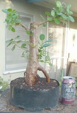 Green Island Ficus microcarpa Pre Bonsai Dwarf Kifu Big Fat Trunk