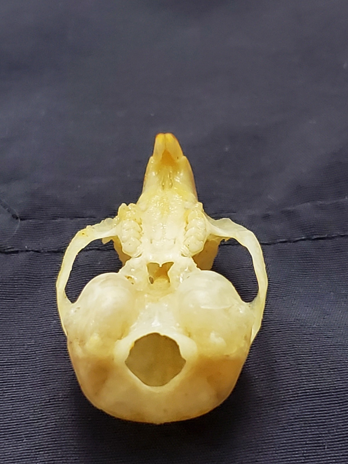 Desert White-Tailed Antelope Squirrel Skull Ammospermophilus leucurus Nevada