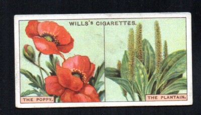 poppy cigarettes POPPY PLANTAIN 1924 WILLS CIGARETTES DO YOU KNOW 2ND SERIES #17 VGEX NO  CREASES