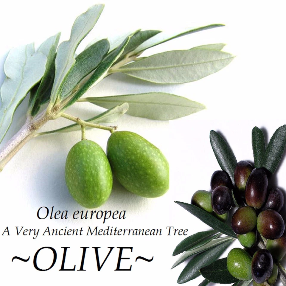 ~Olive Tree~ ANCIENT TREE Olea europaea to 10°F Zone 8 Arbequina LIVE Potd PLANT - Image 4 of 4