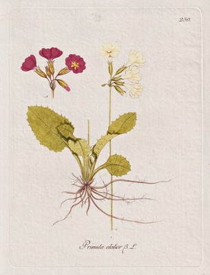 Schlüsselblume Primel primrose flower Botanik botany Kerner Kupferstich 1789