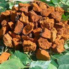 Wild-Harvested Chaga Chunks up to 5 cm/Perfect for Tea - Free Shipping